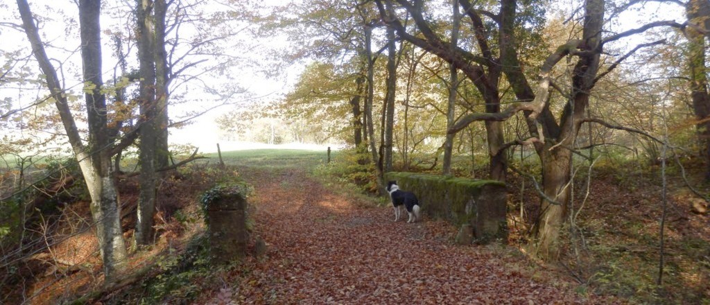 Forêt de hêtres Drôme