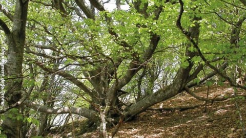 Randonnée Les Clos Forêt de Saoû