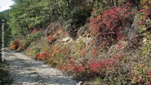 Randonnée Sur les pas des muletiers Forêt de Saoû