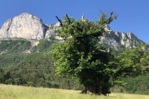Châtaignier des Bellieux classé arbre remarquable Chastel Arnaud Drôme