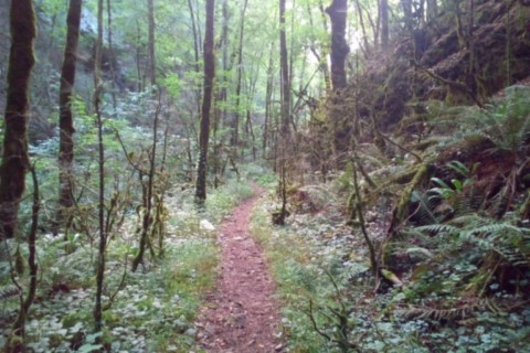 Randonnées dans la Forêt de Saoû